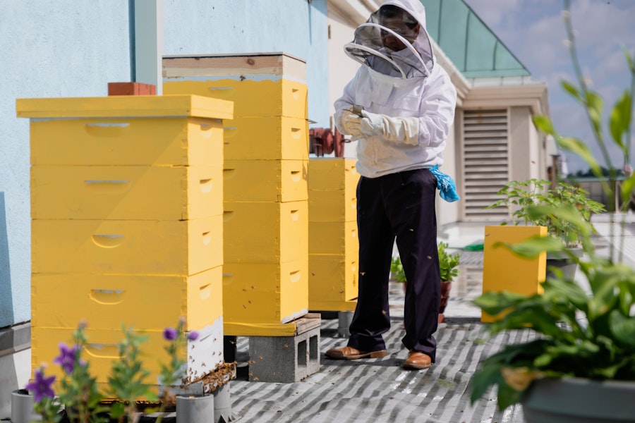 Man in bee suit tending to the bees.