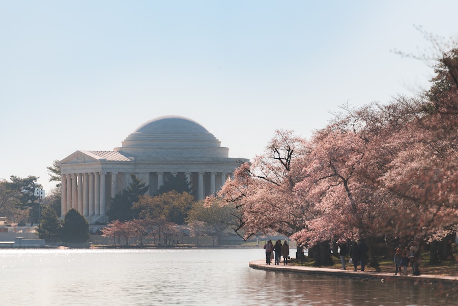 A view of the Tidal Basin during peak bloom, with people walking along the path and the Jefferson Memorial in the background. 