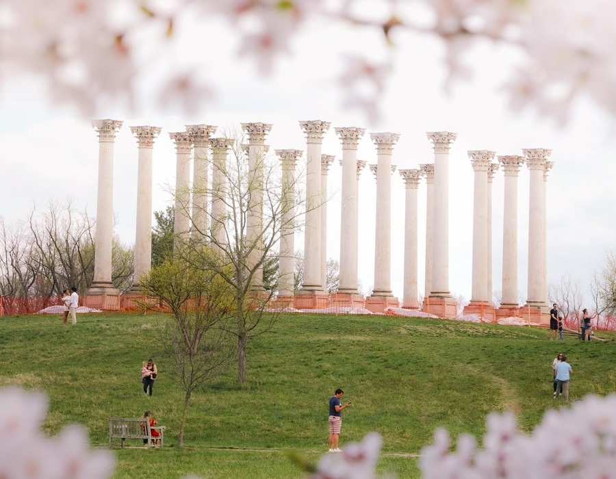 Visitors explore the National Capitol Columns at the National Arboretum, framed by soft cherry blossoms.