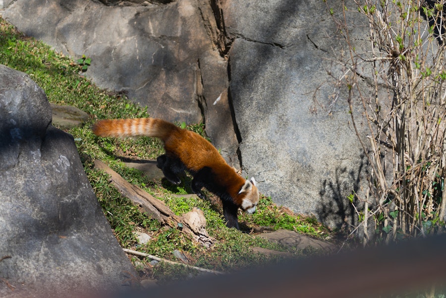 A red panda walks along grassy terrain beside large rocks.