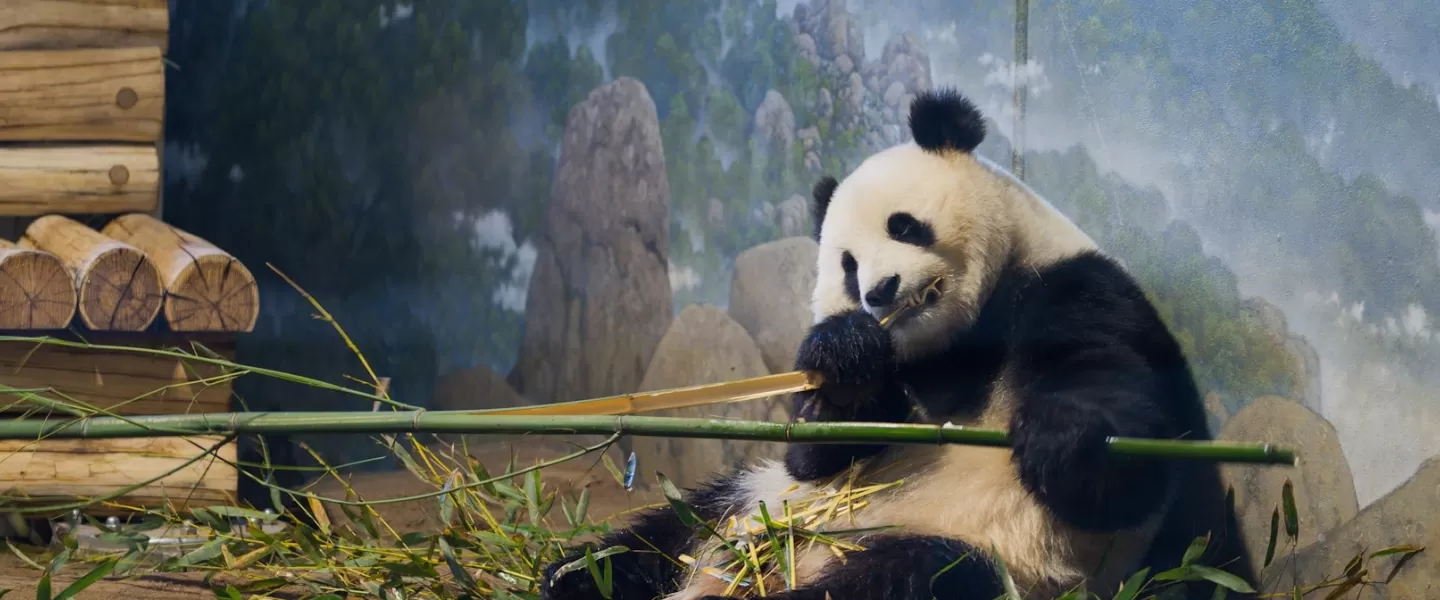 A giant panda lounges while happily munching on a thick bamboo stalk at the Smithsonian’s National Zoo.
