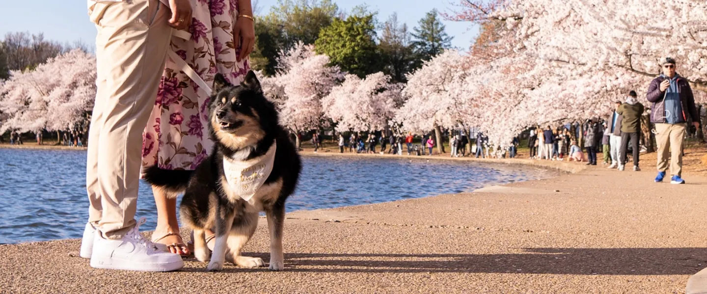 A dog wearing a bandana sits with its owners near the Tidal Basin, surrounded by blooming cherry blossom trees.