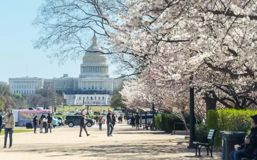 Blooming cherry blossoms line the path leading to the U.S. Capitol, with visitors strolling and enjoying the springtime view.
