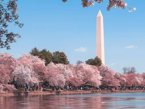 Cherry Blossoms around the Tidal Basin