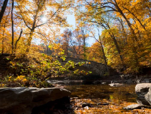 Fall foliage by a creek in Rock Creek Park