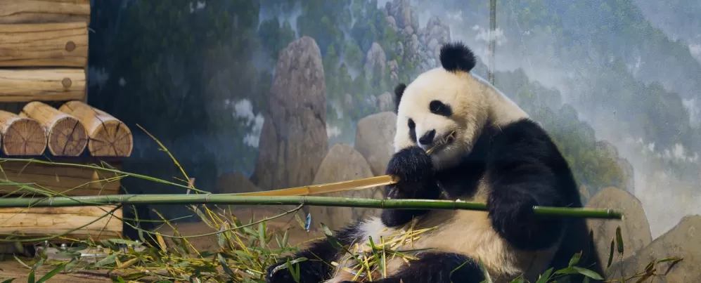 A giant panda lounges while happily munching on a thick bamboo stalk at the Smithsonian’s National Zoo.